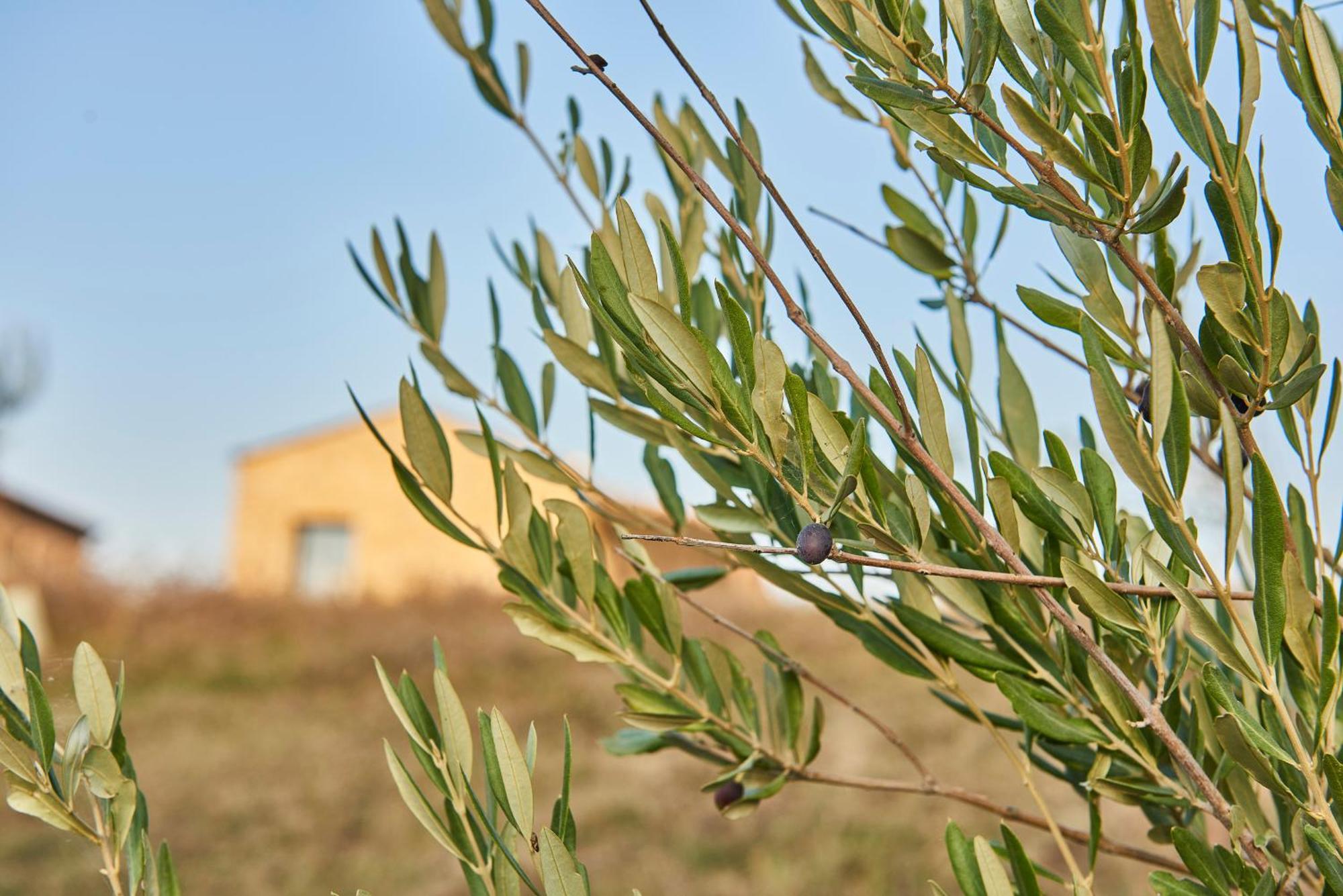 Agriturismo Prato Del Re Prignano sulla Secchia Eksteriør billede