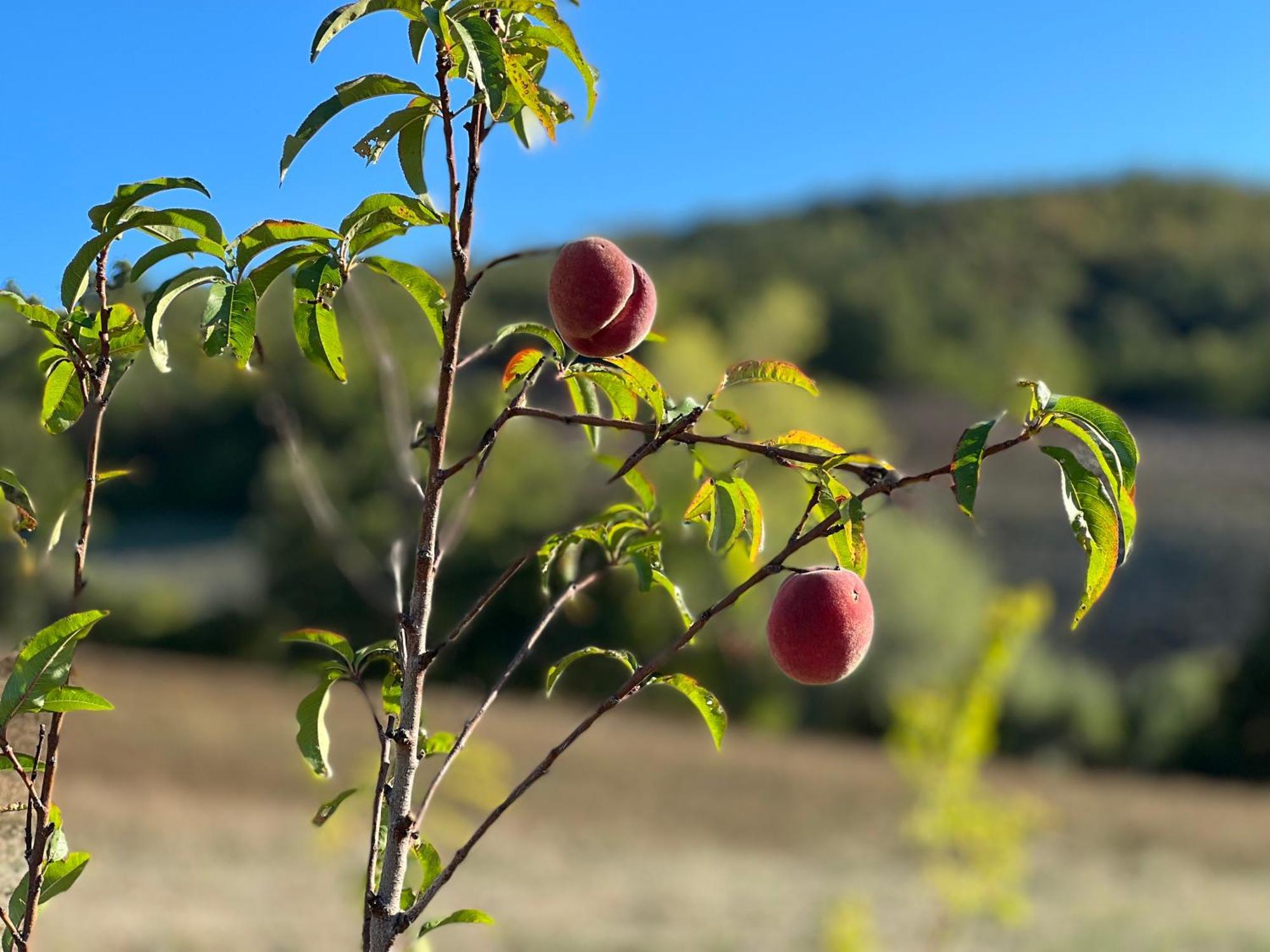 Agriturismo Prato Del Re Prignano sulla Secchia Eksteriør billede