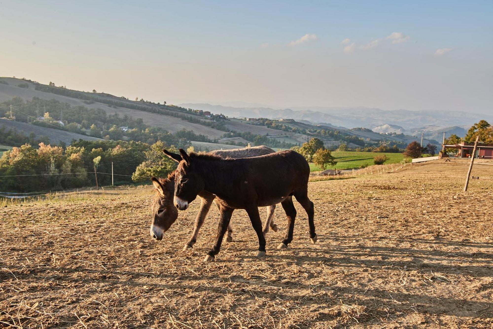 Agriturismo Prato Del Re Prignano sulla Secchia Eksteriør billede
